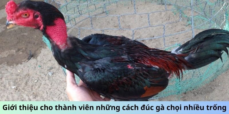 Giới thiệu cho thành viên những cách đúc gà chọi nhiều trống