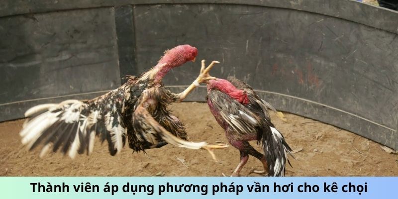 Thành viên áp dụng phương pháp vần hơi cho kê chọi